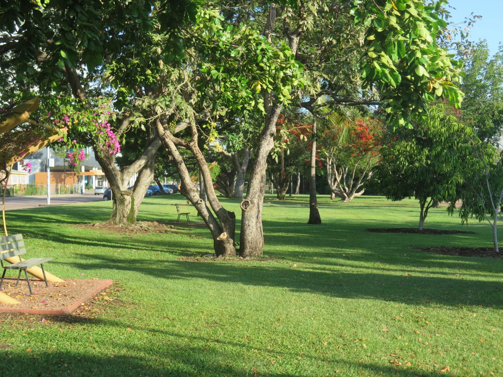 Darwin tree in garden