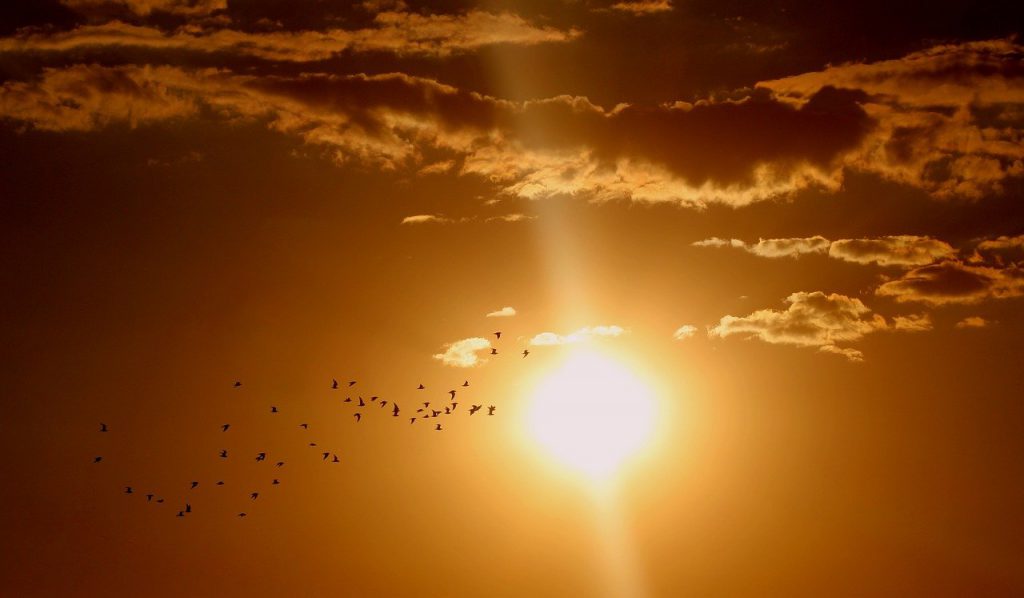 Darwin's climate sunset